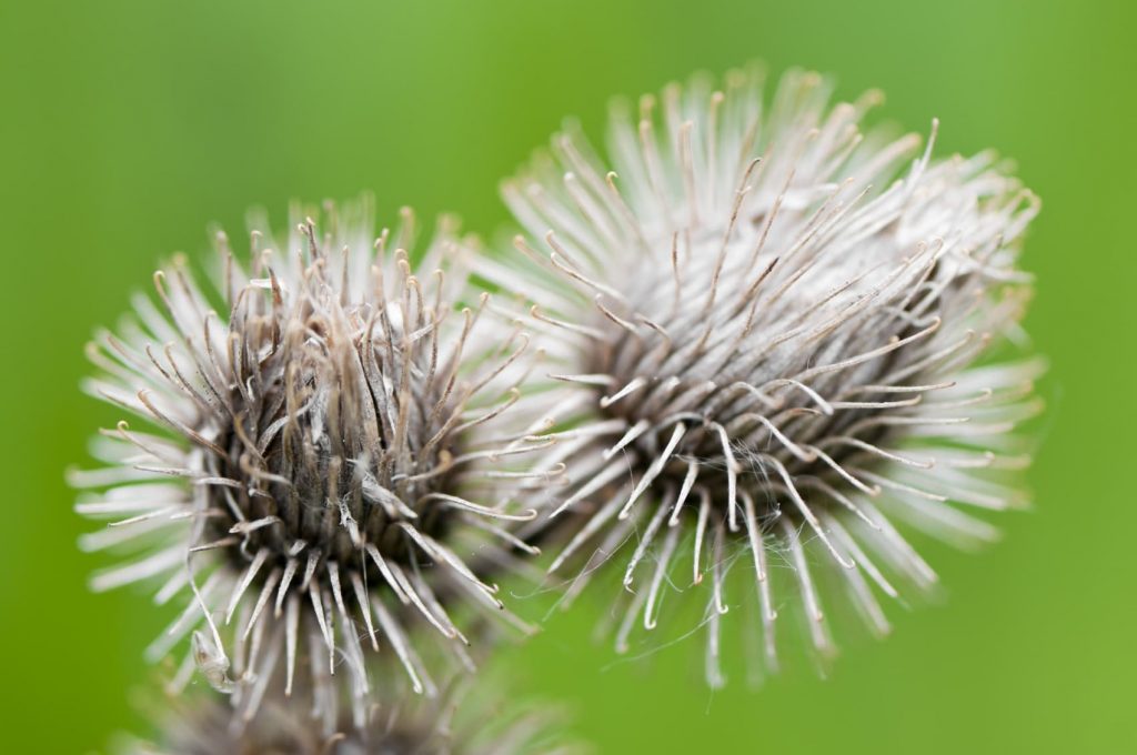 Copiare la natura per progettare un mondo migliore: il fascino della biomimetica