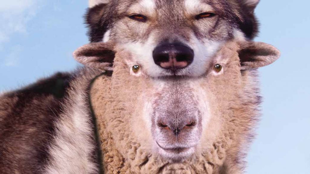 Ognuno di noi, dentro di sé, è sia lupo che agnello