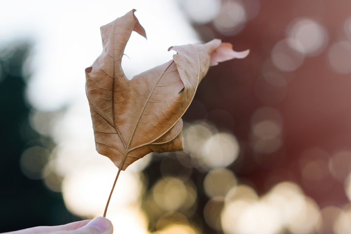 citazione lautrec autunno