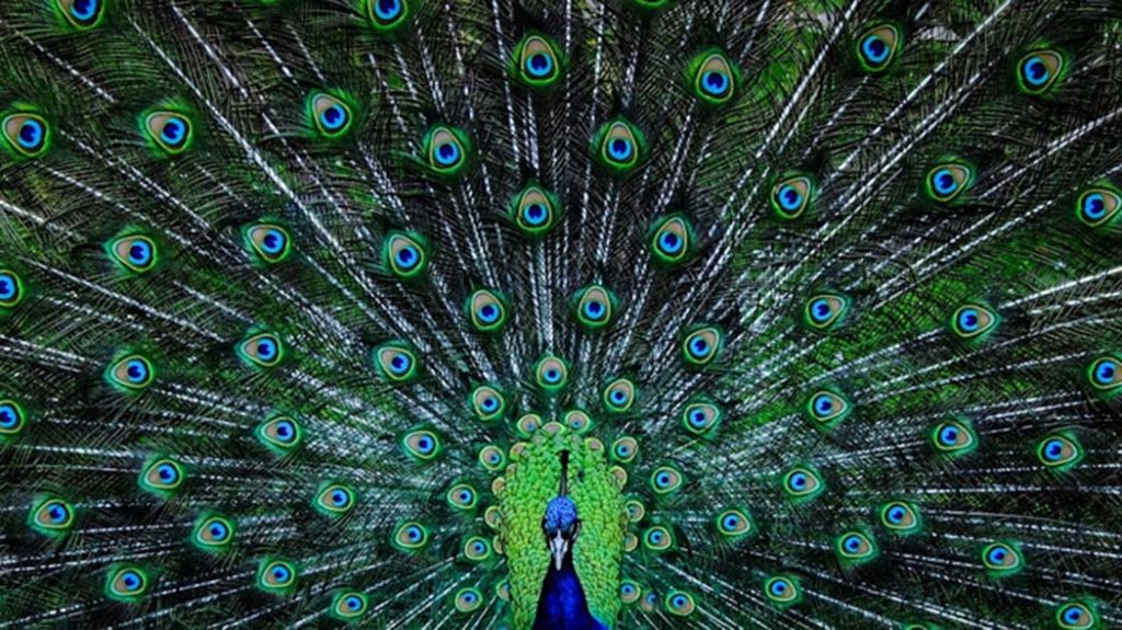 Come riconoscere una persona narcisista sui social network