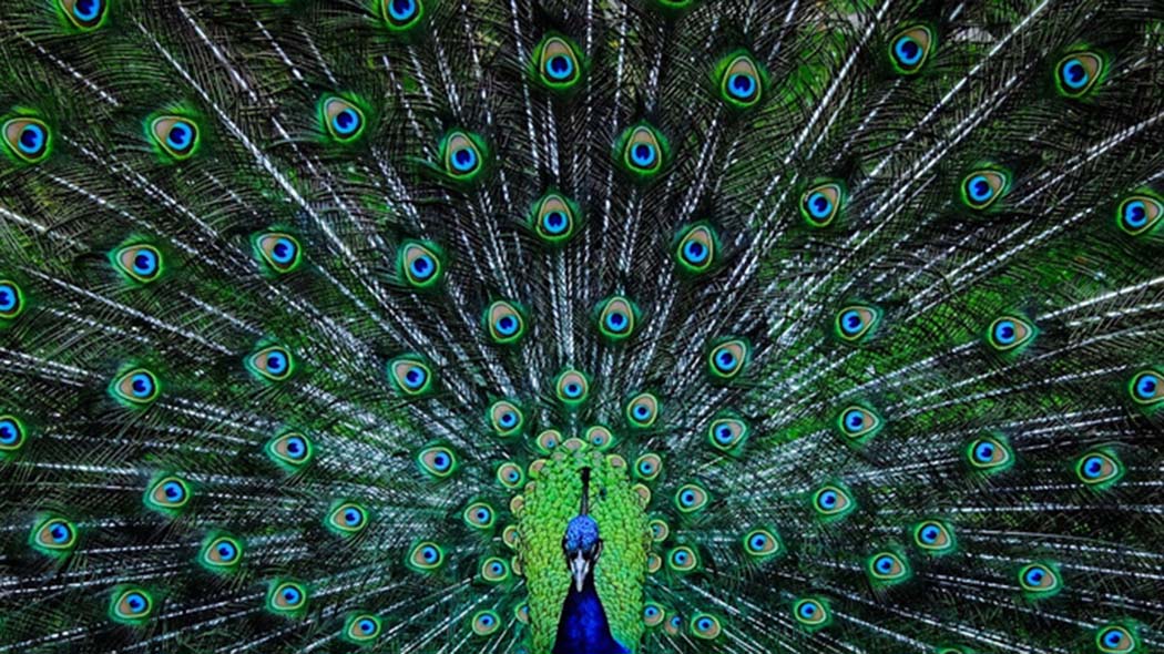 Come Riconoscere Una Persona Narcisista Sui Social Network