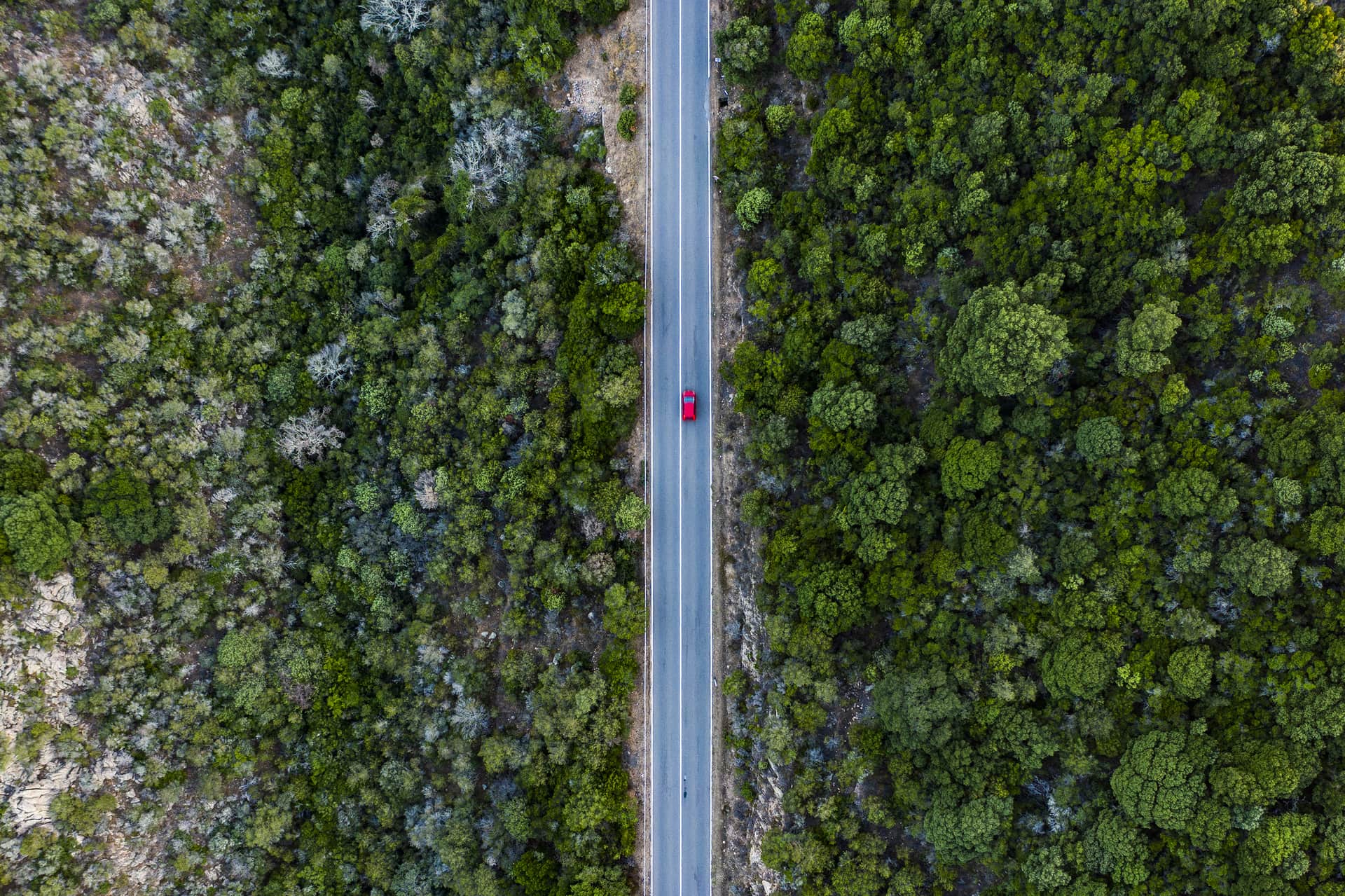 Immagine principale di: Le foreste non hanno bisogno dell’uomo ma noi abbiamo bisogno di loro