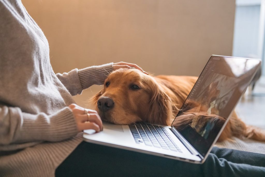 #CentodieciTip: Adotta un animale domestico e diventa una persona migliore