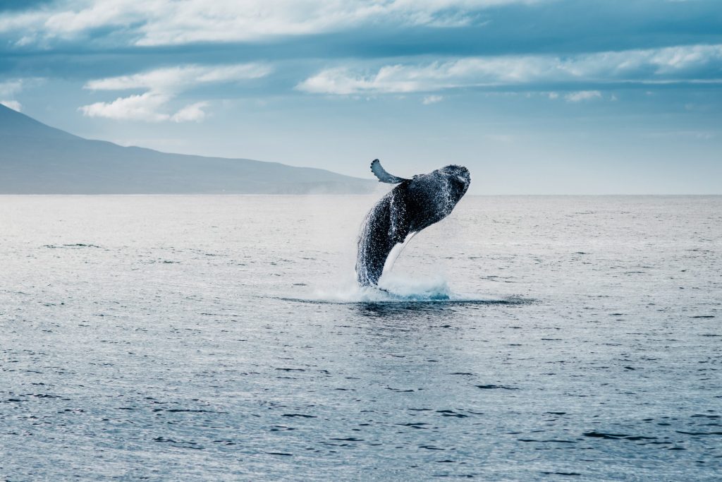 Perché leggere un classico come Moby Dick nel 2020