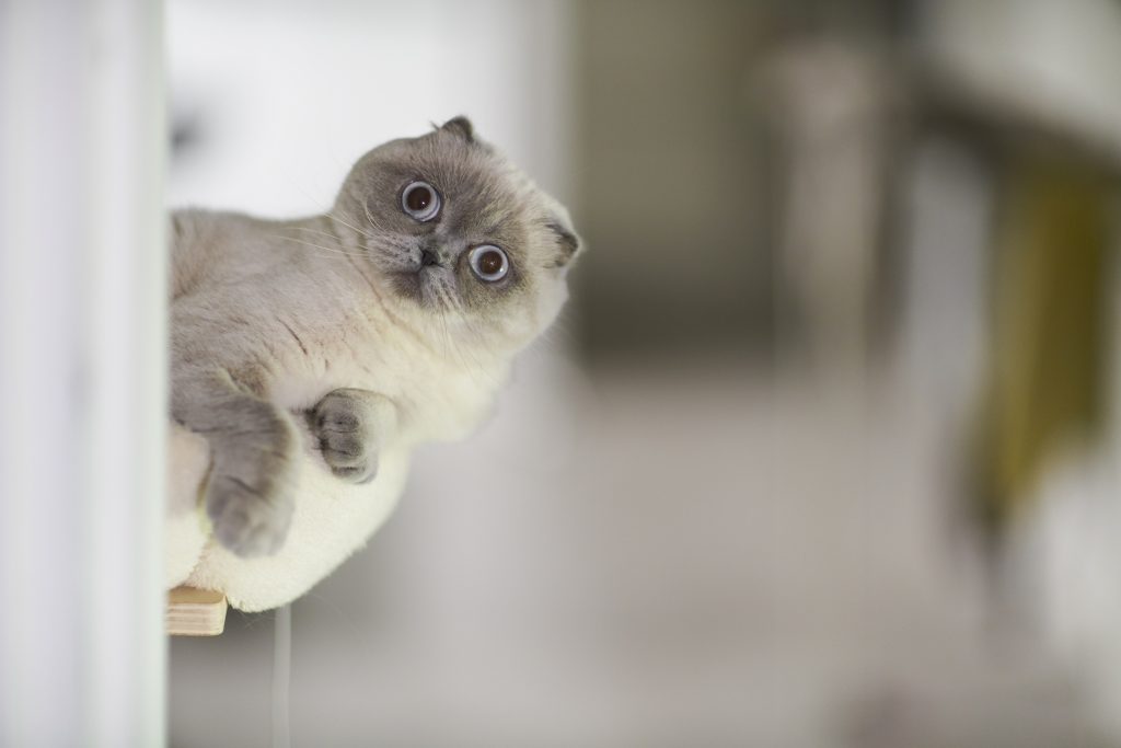 Un gatto per amico: perché è una buona idea