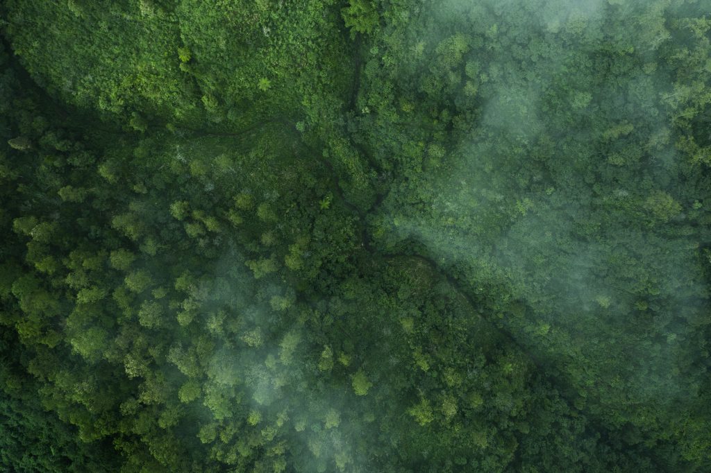 Vogliamo una svolta green per davvero?