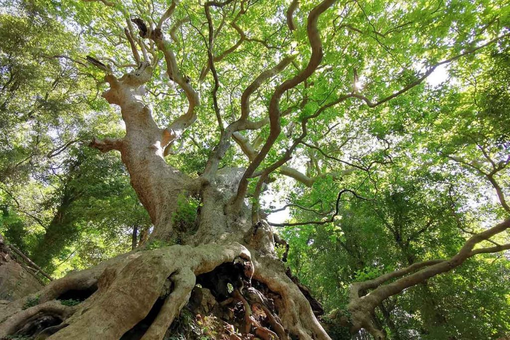 Il Millenario Platano Di Curinga si aggiudica il secondo posto nel concorso per l’Albero Europeo dell’anno 2021