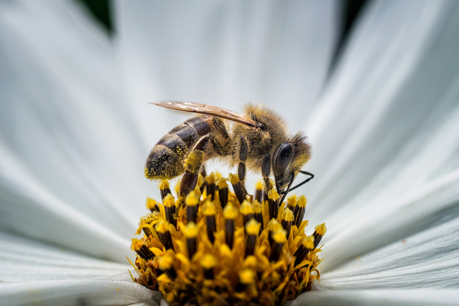 Immagine principale di: World Bee Day: un esile corpo da 100 milligrammi garantisce la nostra sopra