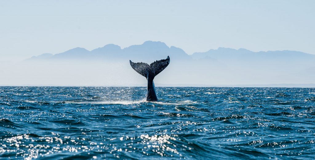 Ispra, rapporto sugli habitat: il 54% della fauna terrestre e il 22 di quella marina sono a rischio