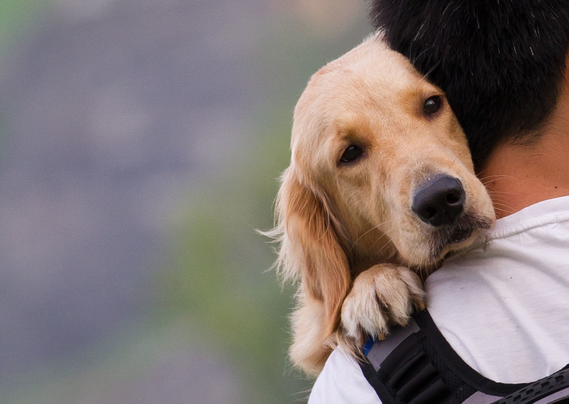 Immagine principale di: Un cane per amico, perché è una buona idea?