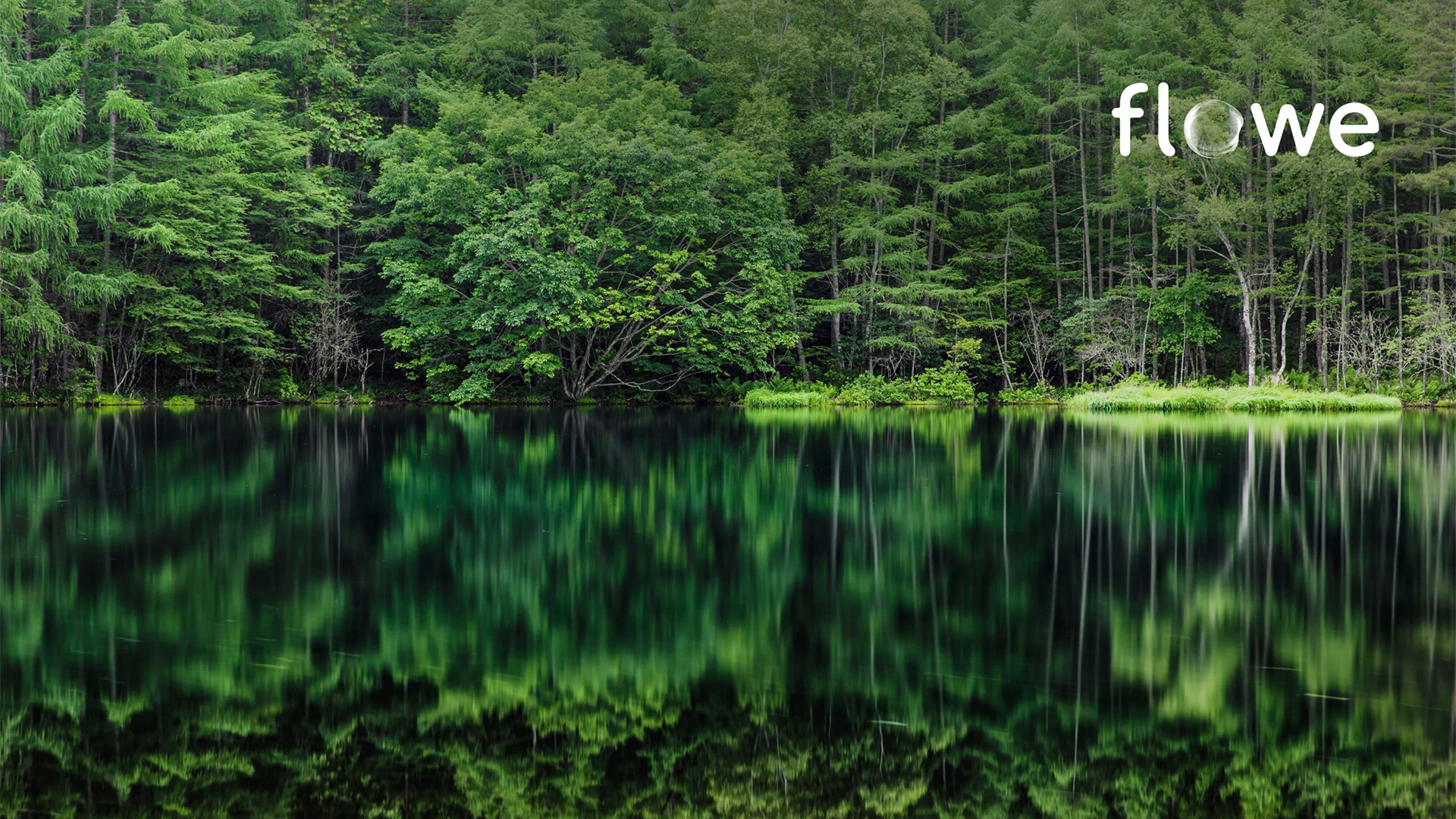 Immagine principale di: La riforestazione ci salverà